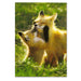 Hugs & Kisses Fox Note Cards