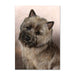 Cairn Terrier Dog Note Card by Tamara Burnett