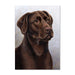 Chocolate Labrador Retriever Dog Note Card by Tamara Burnett