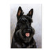 Scottish Terrier Dog Note Card by Tamara Burnett