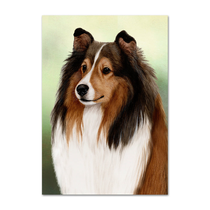 Shetland Sheepdog Dog Note Card by Tamara Burnett