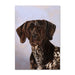 German Shorthaired Pointer Dog Note Card by Tamara Burnett