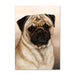 Pug Dog Note Card by Tamara Burnett